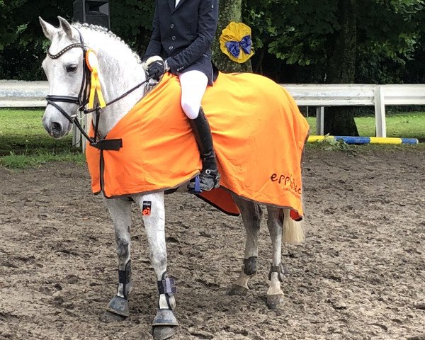 horse Bubbel Gum (German Riding Pony, 2001, from Boris)