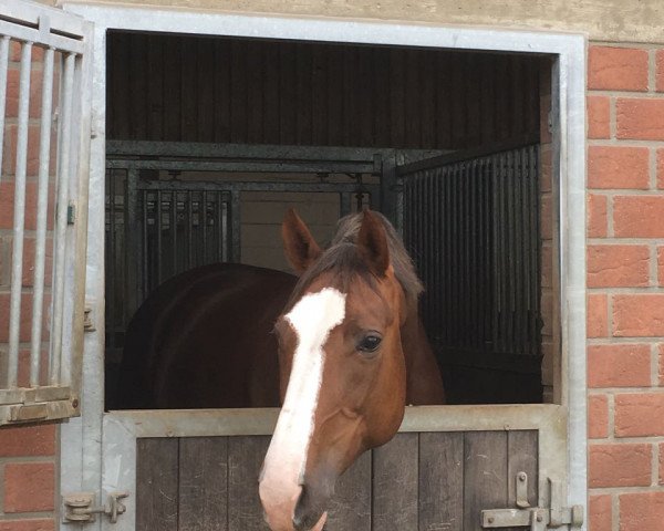 broodmare Hillary Step N (Hanoverian, 2018, from Hampton)