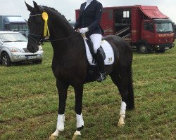 Dressurpferd Darjeeling Black A (Hannoveraner, 2014, von Don Index)