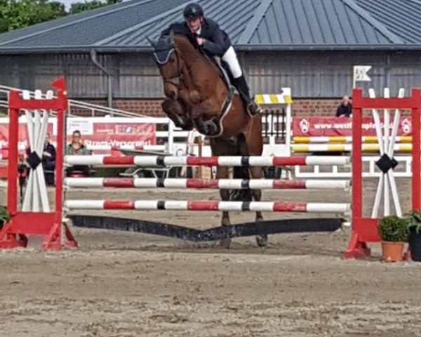 jumper Carlo's Boy W Z (Zangersheide riding horse, 2005, from Carthago)