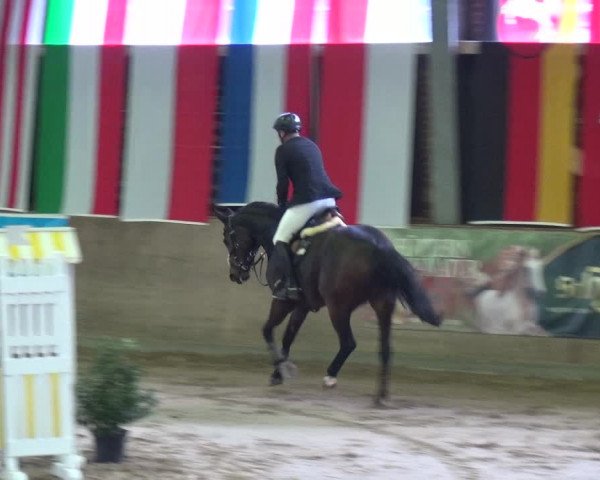 Reitturnier Köln-Leverkusen 2017