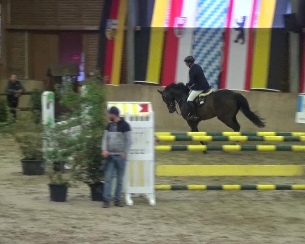 Reitturnier Köln-Leverkusen 2017