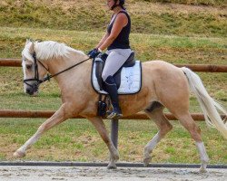 dressage horse Honey Dew Drop (Belgian Riding Pony, 2013, from Djbouti YS)