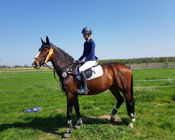 dressage horse Que Que Couleur (Hanoverian, 2011, from FRH Quaid)
