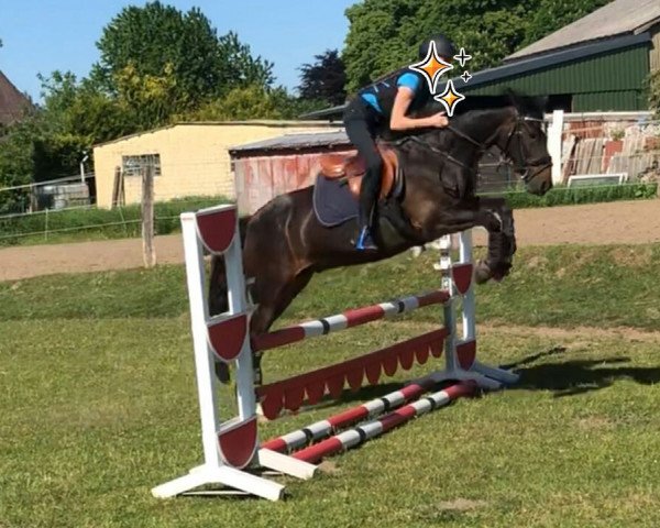 dressage horse Hannibal 28 (German Riding Pony, 2010, from Halifax)