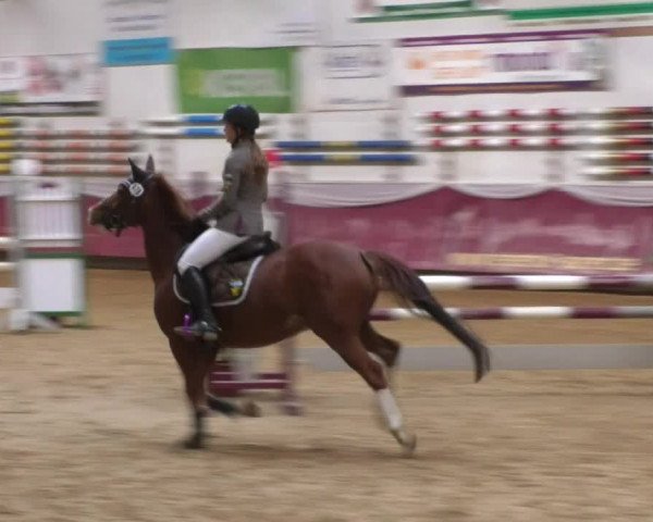 Reitturnier Eicherloh RH Laurent 2017