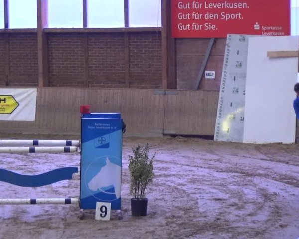 Reitturnier Köln-Leverkusen 2017