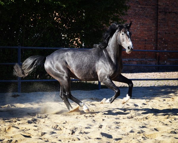 jumper Levandro Z (Zangersheide riding horse, 2013, from Levisto Z)