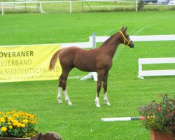 horse Barbados (Hanoverian, 2016, from Benetton Dream FRH 1301)