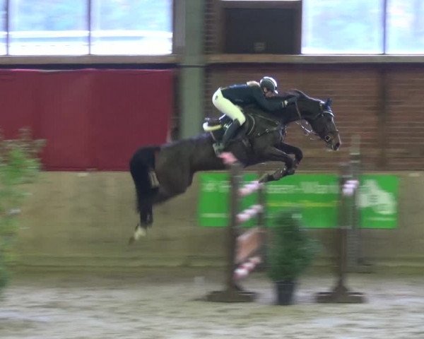 Reitturnier Köln-Leverkusen 2017