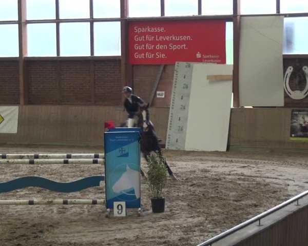 Reitturnier Köln-Leverkusen 2017