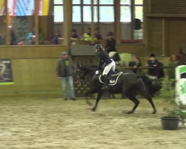 Reitturnier Köln-Leverkusen 2017
