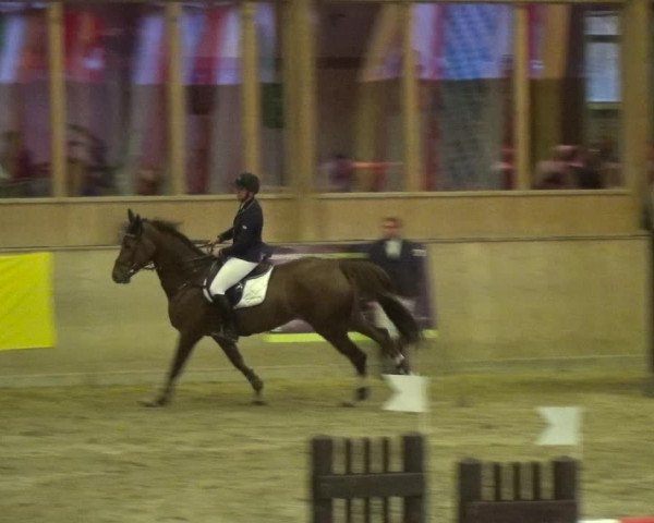 Reitturnier Köln-Leverkusen 2017