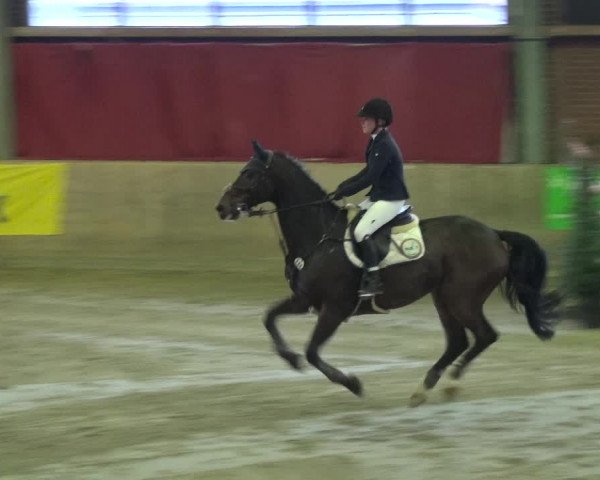 Reitturnier Köln-Leverkusen 2017