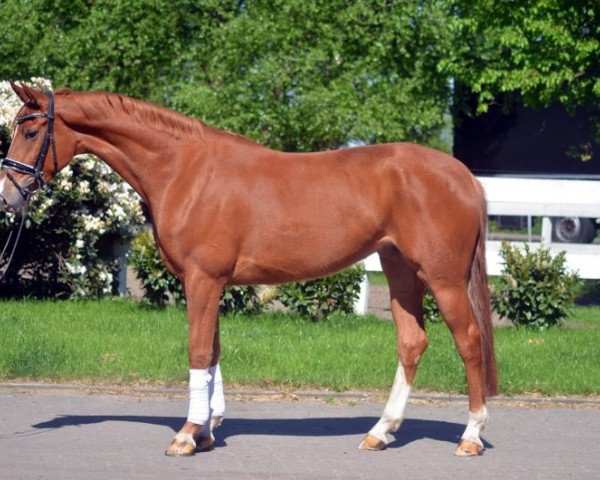 broodmare Stute von Fiedertanz (Hanoverian, 2014, from Fidertanz)
