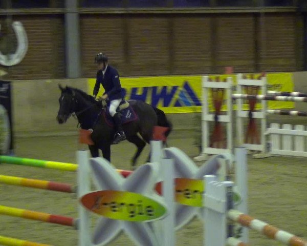 Reitturnier Köln-Leverkusen 2017