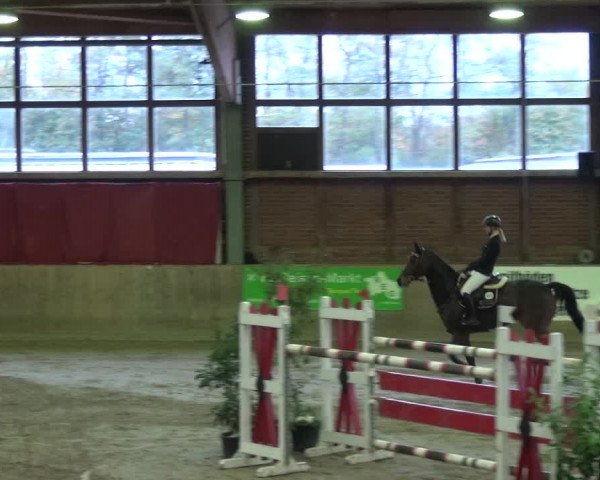 Reitturnier Köln-Leverkusen 2017