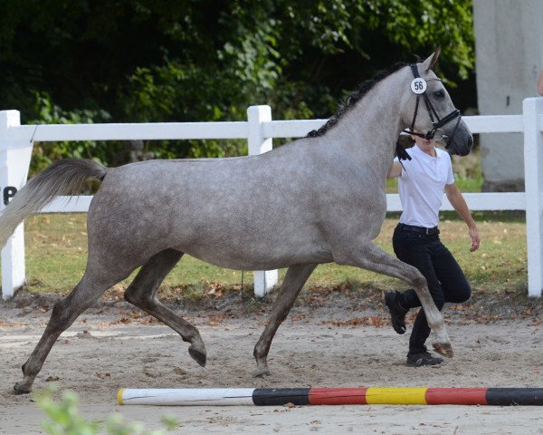 Zuchtstute Santa Arabica (Trakehner, 2015, von Dschehim ox)