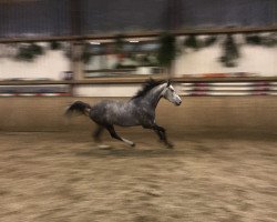 dressage horse Ci Rapido (Holsteiner, 2013, from Ci Ci Senjor Ask)