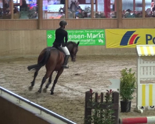 Reitturnier Köln-Leverkusen 2017