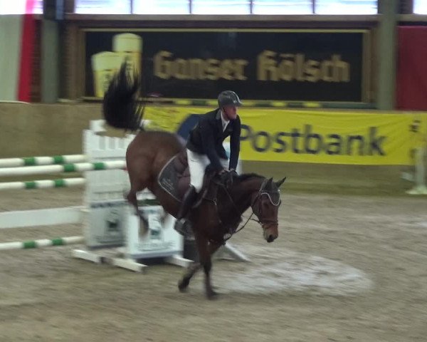 Reitturnier Köln-Leverkusen 2017