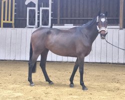 jumper Incognito 13 (Zangersheide riding horse, 2013, from Indoctro)
