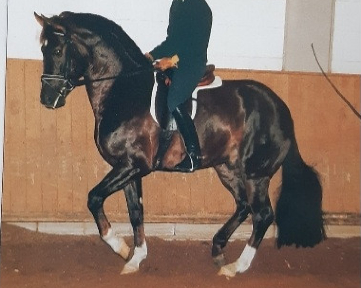 Deckhengst Fidermark (Westfale, 1992, von Florestan I)