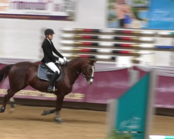 Reitturnier Eicherloh RH Laurent 2017