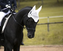 dressage horse Polon 4 (Polish Warmblood, 2004, from Poplon)