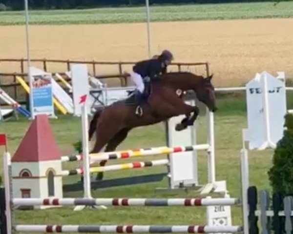 jumper Consin S (Westphalian, 2012, from Conen)