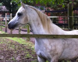 dressage horse Apero Puck's Son (Welsh-Pony (Section B), 2007, from Blethni Puck)