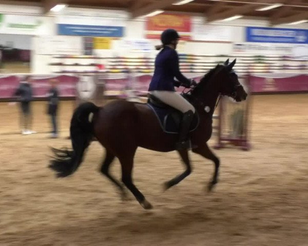 Reitturnier Eicherloh RH Laurent 2017