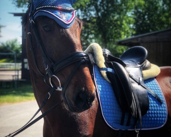 horse Benito (German Sport Horse, 2012, from Belissimo NRW) horse Benito (German Sport Horse, 2012, from Belissimo NRW)