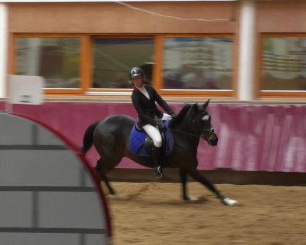 Reitturnier Eicherloh RH Laurent 2017