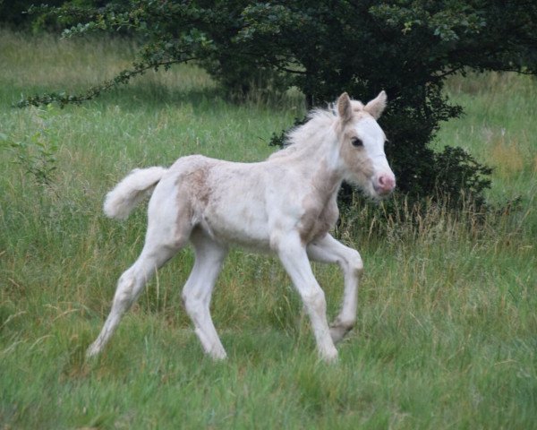 Zuchtstute Anuba von Nordischponys (Tinker / Irish Cob / Gypsy Vanner, 2018)