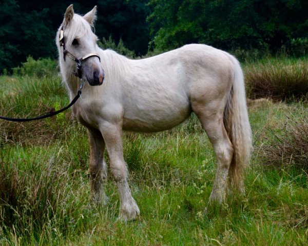Deckhengst Eragorn von Nordischponys (Tinker / Irish Cob / Gypsy Vanner,  )