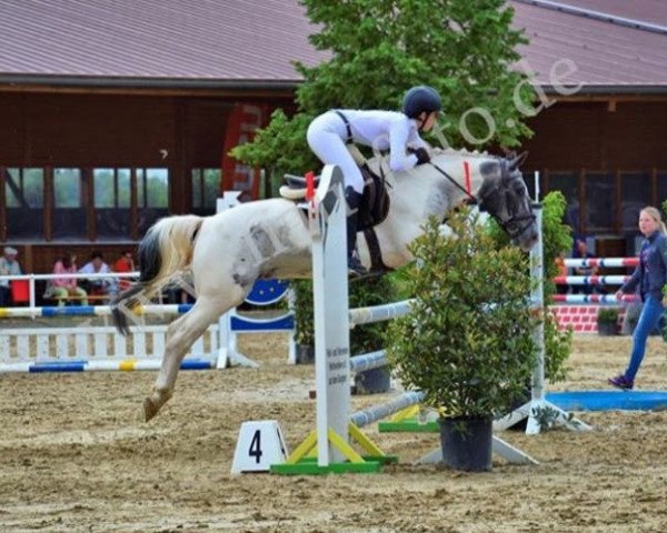 jumper Diego 478 (KWPN (Royal Dutch Sporthorse), 2005)