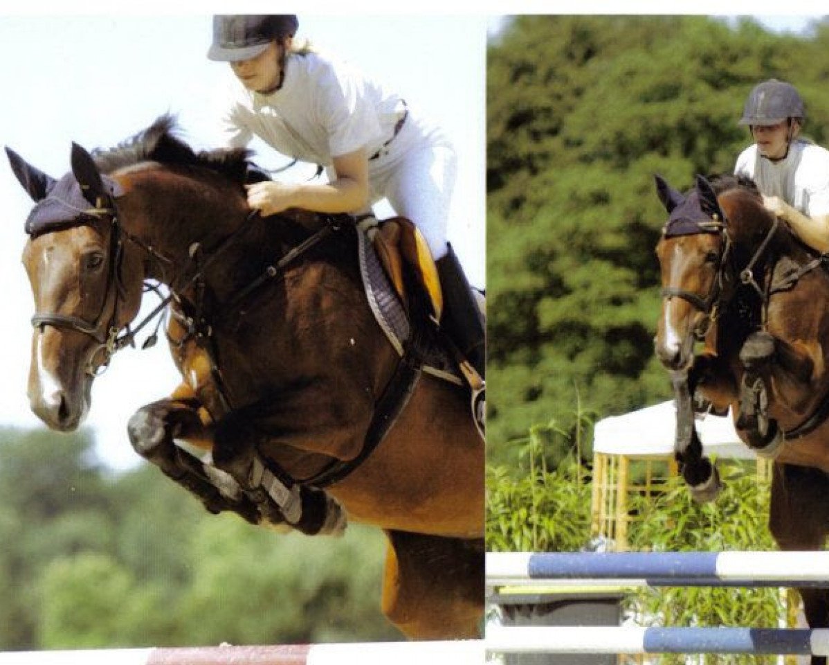 Pferd Amica (Westfale, 1998, von Ars Vivendi)