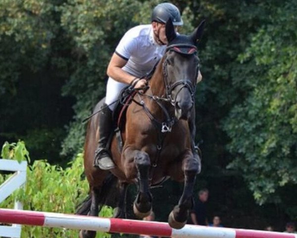 jumper Lunaris 2 (German Sport Horse, 2006, from Luxelot) jumper Lunaris 2 (German Sport Horse, 2006, from Luxelot)