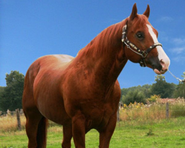 stallion Freckles Sugar Willi (Quarter Horse, 1993, from Genuine Sugar)