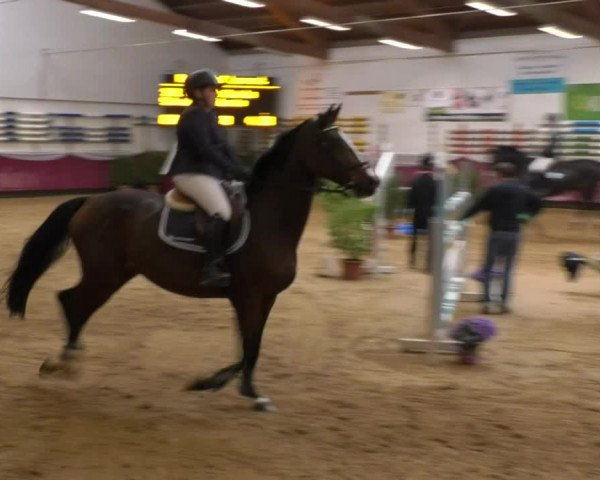 Reitturnier Eicherloh RH Laurent 2017