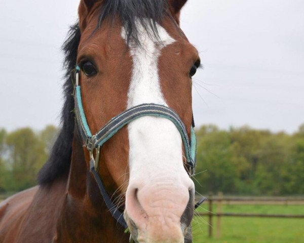 Cavallo Feiner Ferdinand (Westfale, 2012, di Friday On My Mind)