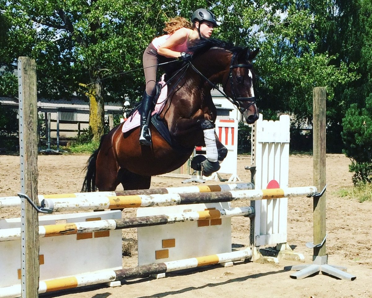 jumper Ma Cherie M (Trakehner, 2004, from Summertime)