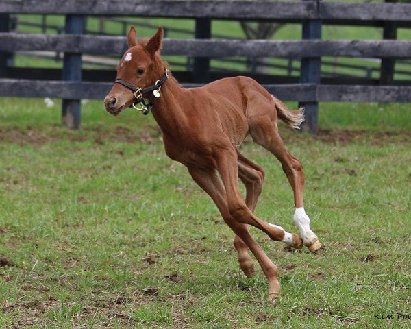 horse Antecedence xx (Thoroughbred, 2018, from Super Saver xx)