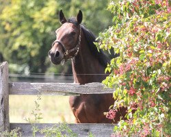 broodmare Erotica de Semilly (Selle Français, 2014, from Diamant de Semilly)