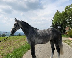 jumper Casarano del Salento Z (Zangersheide riding horse, 2014, from Curtis Sitte)