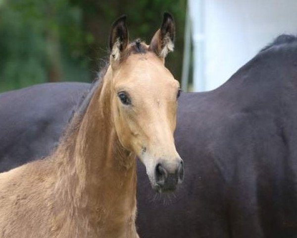 dressage horse Quietschvergnügt (Westphalian, 2018, from Qaside Md)