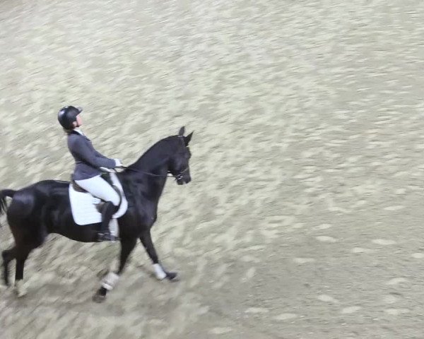 Reitturnier Hövelhof 2017