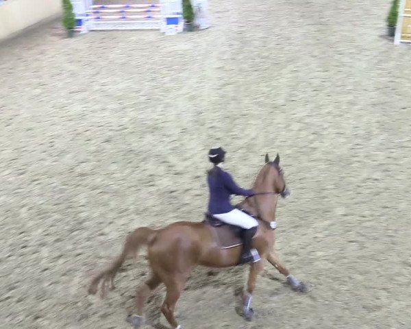 Reitturnier Hövelhof 2017