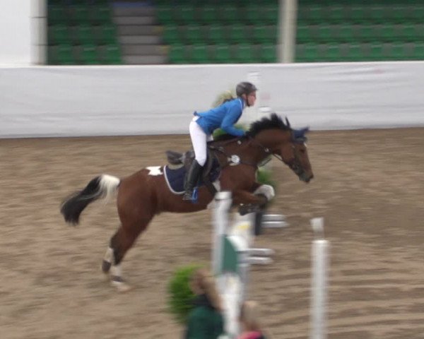 Reitturnier Zweibrücken 2017